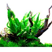 تصویر گیاه آبزی آکواریوم پلنت جاوا فرن ریز Java Fern Petite ( پک 5 برگی ) 