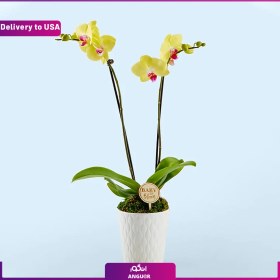 تصویر (Delivery to USA) Yellow Orchid 