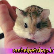 تصویر همستر مینیاتوری ( کمپل ) - سنجابی Miniature hamster (Campbell)