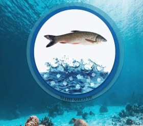 تصویر ماهی سفید 