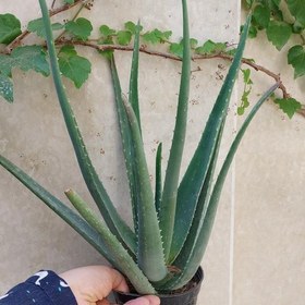 تصویر گیاه آلوئورا سایز متوسط(aloevera) 