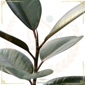 تصویر فیکوس بلک 