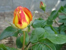 تصویر بذر رز زینتی (10 عددی) Rosa hybrida 