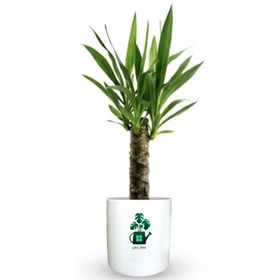 تصویر یوکا گلآرون 