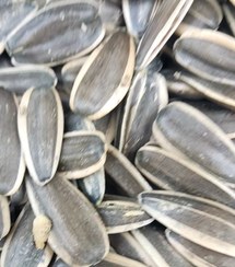 تصویر تخمه آفتابگردان خام ،دورسفیدs400 sanflawer