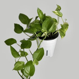 تصویر پتوس هیدروپونیک 