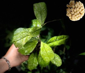 تصویر هویادیکیایی چیکن فارم 