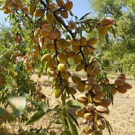 تصویر نهال بادام تونو 