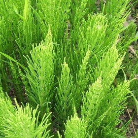 تصویر روغن دم اسبی(سیاه کننده مو و تقویت ناخن) 20سی سی اکسیر با ارسال رایگان 