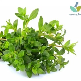 تصویر آویشن 