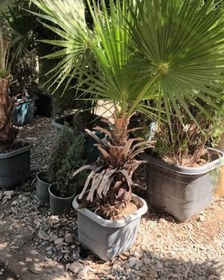 تصویر درخت نخل پالم - گلدان سایز ۱۱ fan palm