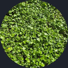 تصویر چوچاق خشک تمیز و شسته شده