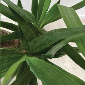 تصویر گیاه یوکا 