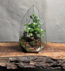 تصویر تراریوم بنسای فیکوس طرح رد دایموند 