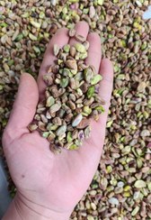 تصویر مغز پسته گندمی 