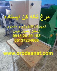 تصویر مرغ تکه کن ایستاده 