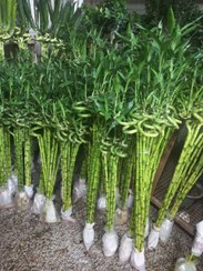 تصویر بامبو {شاخه ای} / لاکی جوانه 95 سانتی 