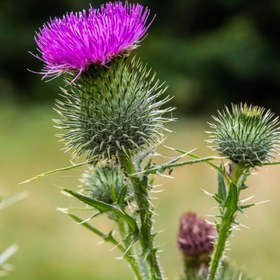 تصویر بذر خار مریم (ماریتیغال) 1 گرمی 