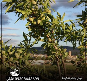 تصویر بادام شکوفه 