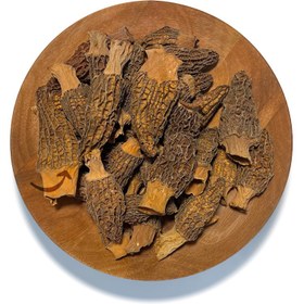 تصویر قارچ مورل 