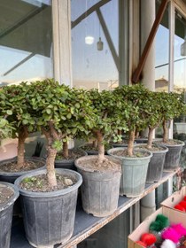 تصویر بنسای کراسولا 