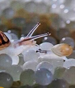 تصویر خاویار حلزون آچتیا 