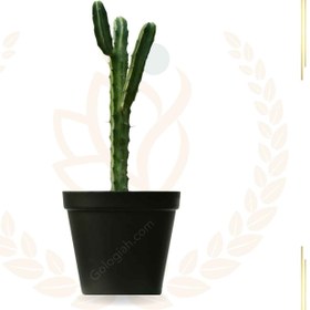 تصویر کاکتوس میرتلو 