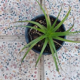 تصویر گیاه آپارتمانی هچتیا (آگاو لیندا) سایز کوچک(agave plant) 