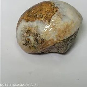 تصویر فسیل گاستروپود نوتیکا پوسته سنگ جواهر1007 FOSSIL 