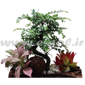 تصویر بن سای نارون 