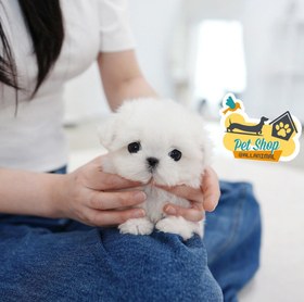 تصویر سگ مالتیز عروسکی 