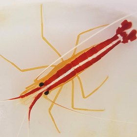 تصویر میگو کلینر Scarlet Skunk Cleaner Shrimp