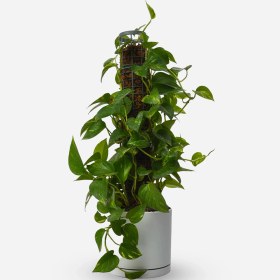 تصویر پتوس قیم دار 