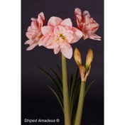 تصویر پیاز آمارلیس هلندی Amadeus Stripped Amadeus Stripped amaryllis