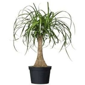 تصویر لیندا 