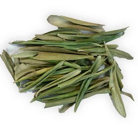 تصویر برگ زیتون 