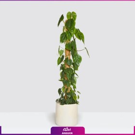 تصویر گلدان فیلودندرون اسکاندنس (Philodendron Scandens) VIP 