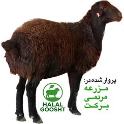 تصویر گوسفند زنده 40 کیلوگرمی 