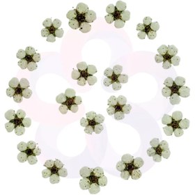 تصویر گل خشک اسپیره (10 عددی) 