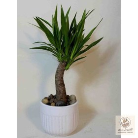 تصویر بن سای یوکا | کد: ZNB-14WM 