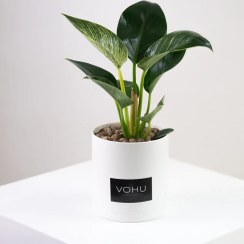 تصویر گلدان فیلندرون 