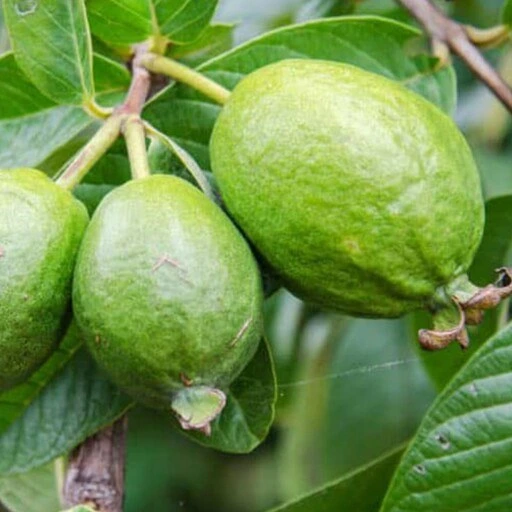 خرید و قیمت نهال گواوا توسرخ (حداقل 5 عدد) | ترب