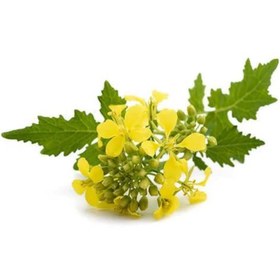 تصویر بذر خردل کوچک 30 عددی 