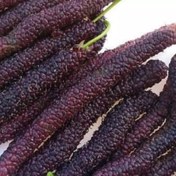 تصویر نهال توت موزی ۴ عدد 