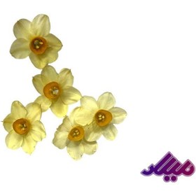 تصویر گل خشک نرگس 5 عددی G116 