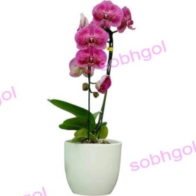 تصویر گل ارکیده تک شاخه ORK21 
