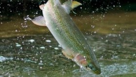 تصویر ماهی قزل آلا پرورشی 