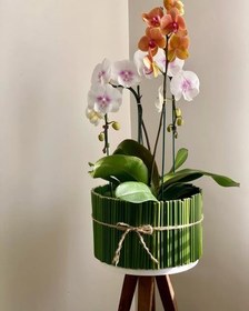 تصویر ارکیده رنگی مدرن 