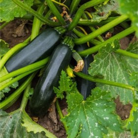 تصویر بذر کدو سبز تیره 10 عددی 