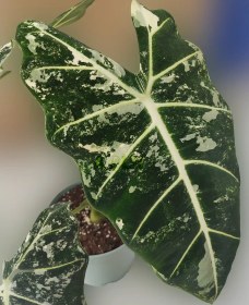 تصویر آلوکازیا (بابا آدم) فریدک 